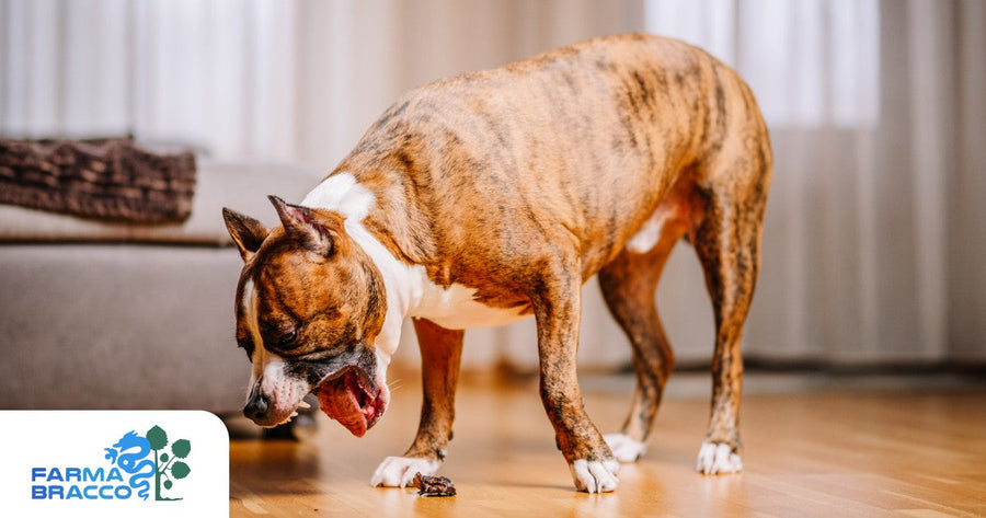 Perché il mio cane vomita cibo non digerito?