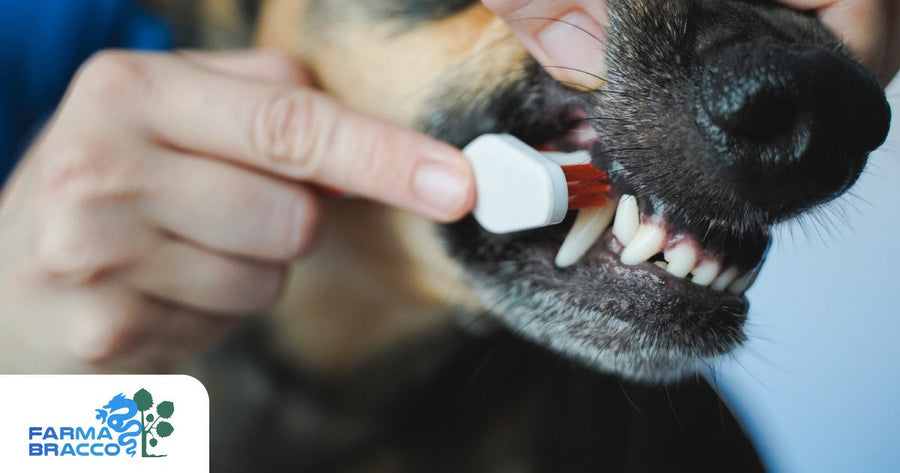 Come lavare i denti al cane (anche se non vuole)