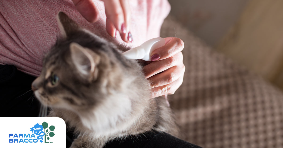 Come eliminare le pulci dal gatto e prevenire il ritorno