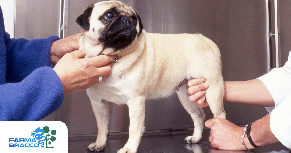 Osteoartrite nel cane: cause, sintomi e terapia