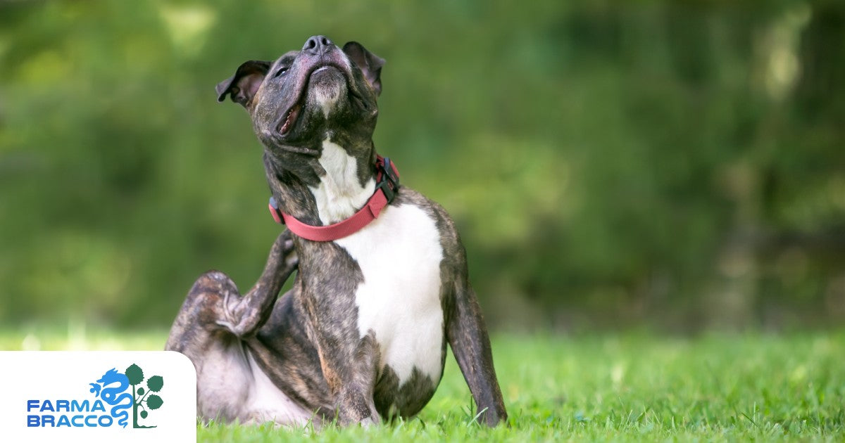 Come eliminare le pulci dal cane e prevenirne il ritorno
